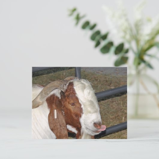Gekke geit briefkaart (Staand voorkant)