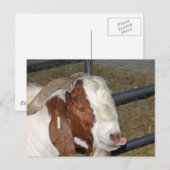 Gekke geit briefkaart (Voorkant / Achterkant)