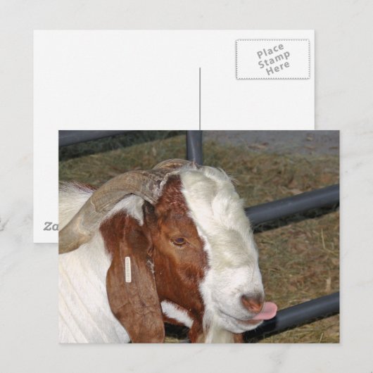 Gekke geit briefkaart (Voorkant / Achterkant)