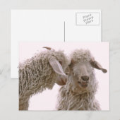 Gekke geitenfoto briefkaart (Voorkant / Achterkant)