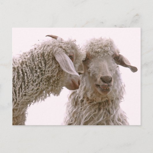 Gekke geitenfoto briefkaart (Voorkant)