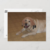 Gekke gele lab briefkaart (Voorkant / Achterkant)