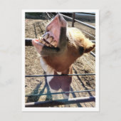 Gekke gezicht Briefkaart (Voorkant)