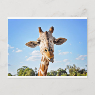 Gekke Giraffe Briefkaart