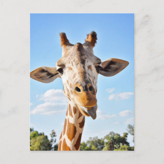 Gekke Giraffe Briefkaart