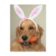 Gekke Golden Retriever-hond met paasoren