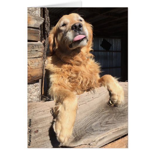 Gekke gouden retroflecterende fotografie, leeg bin (Voorkant)