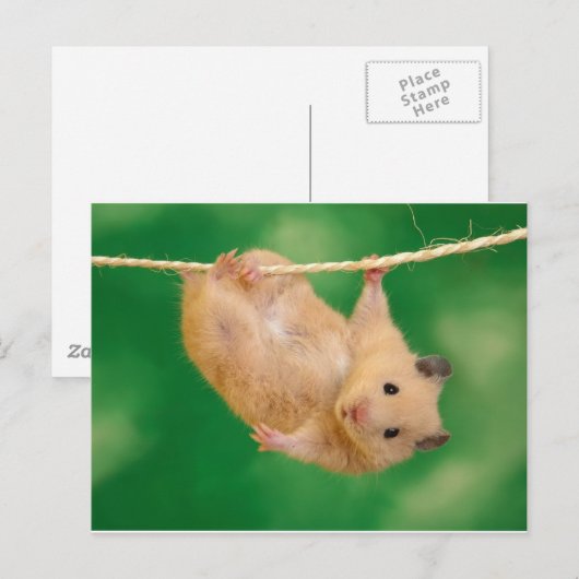 gekke hamster briefkaart (Voorkant / Achterkant)