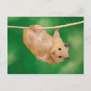 gekke hamster briefkaart