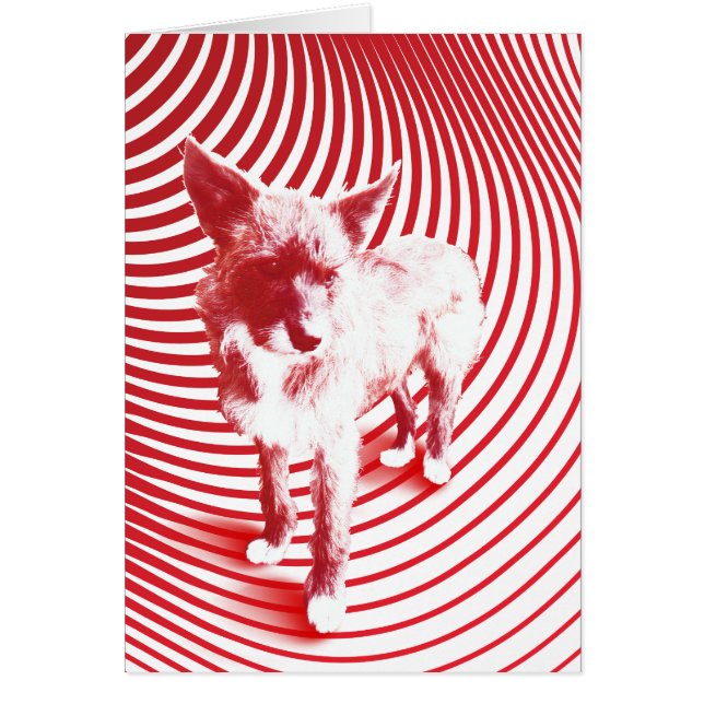 gekke hazie (Voorkant)