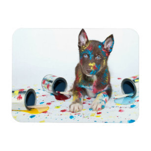 Gekke Husky Puppy kreeg verfemmers Magneet