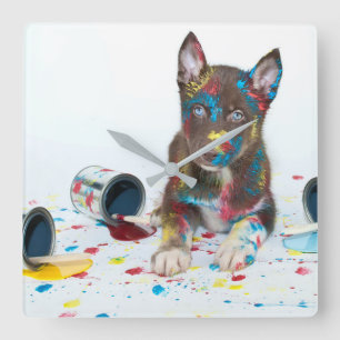 Gekke Husky Puppy kreeg verfemmers Vierkante Klok