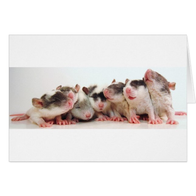 Gekke jongen Babies (Voorkant Horizontaal)