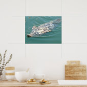 Gekke Kaapskabelzegel op achterzijde drijven Poster (Keuken)