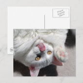Gekke kat briefkaart (Voorkant / Achterkant)