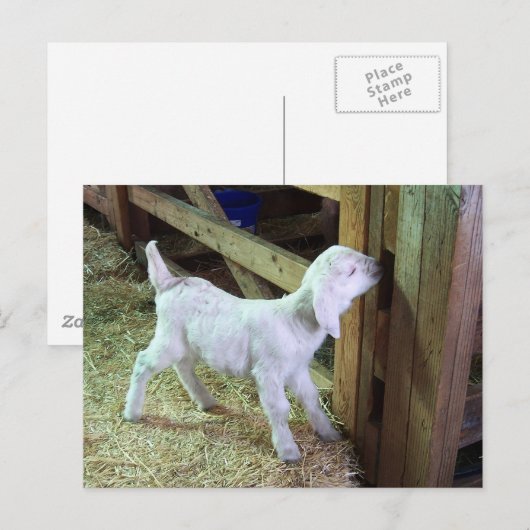 Gekke klein Kind Briefkaart (Voorkant / Achterkant)