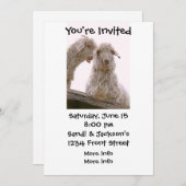 Gekke oude geiten kaart (Voorkant / Achterkant)