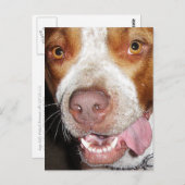 Gekke Pitbull-portret Briefkaart (Voorkant / Achterkant)