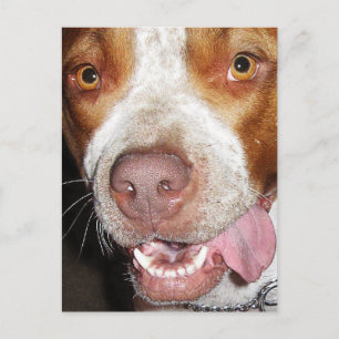 Gekke Pitbull-portret Briefkaart