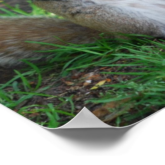 Gekke Poster eekhoorn (Hoek)