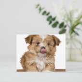 Gekke puppy die likt in zijn neus briefkaart (Staand voorkant)