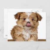 Gekke puppy die likt in zijn neus briefkaart (Voorkant / Achterkant)