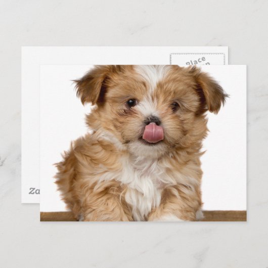 Gekke puppy die likt in zijn neus briefkaart (Voorkant / Achterkant)