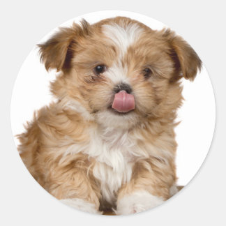 Gekke puppy likken het is neus ronde sticker