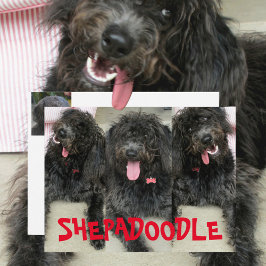 Gekke Shepadoodles Dogs Briefkaart