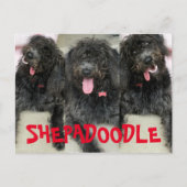 Gekke Shepadoodles Dogs Briefkaart (Voorkant)