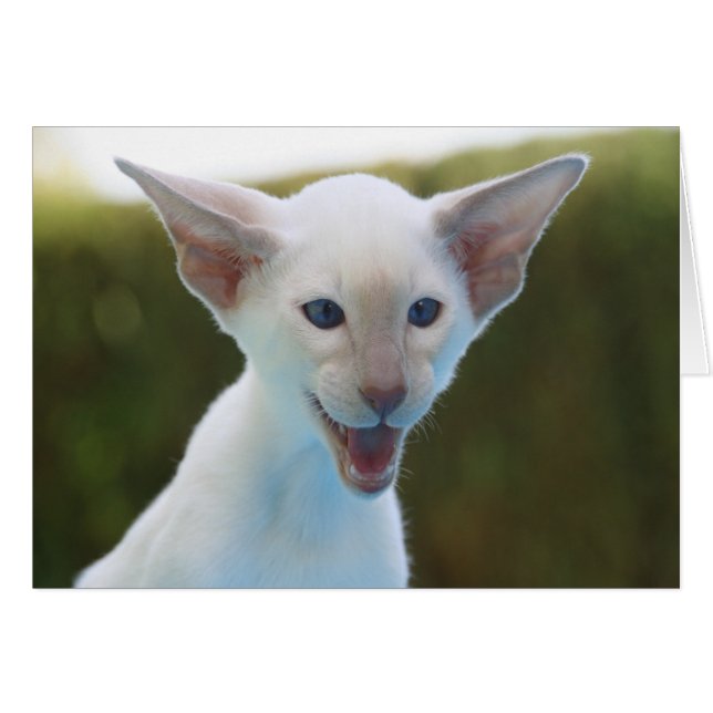 Gekke Siamese (Voorkant Horizontaal)