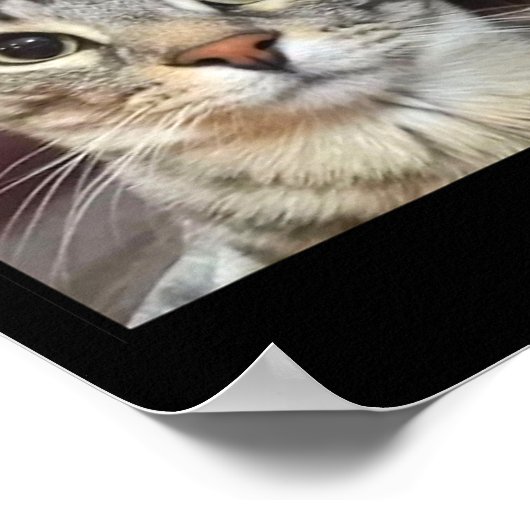 Gekke Staring Cat Meme Poster (Hoek)