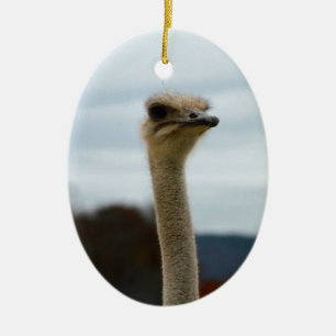 Gekke vogelfoto Ostrich Face Head Closeup Keramisch Ornament