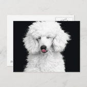 Gekke Witte Poedel Briefkaart (Voorkant / Achterkant)