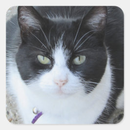 Gekke zwart-wit Kat Foto Sticker