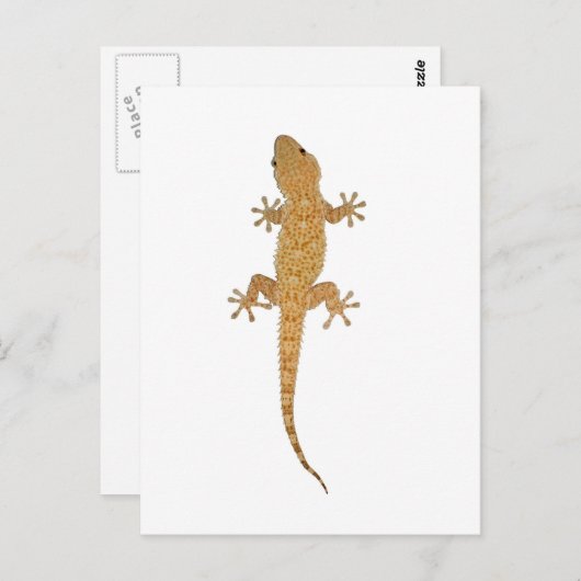 gekko briefkaart (Voorkant / Achterkant)
