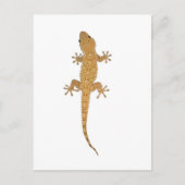 gekko briefkaart (Voorkant)