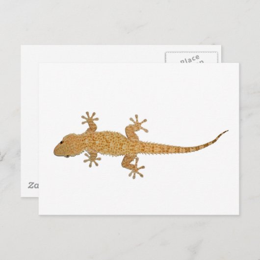gekko briefkaart (Voorkant / Achterkant)