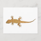 gekko briefkaart (Voorkant)