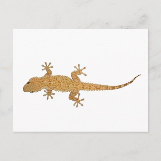 gekko briefkaart (Voorkant)