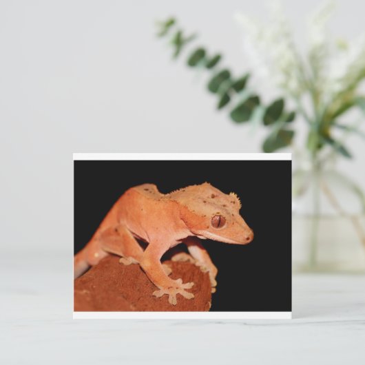 gekko briefkaart (Staand voorkant)