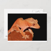 gekko briefkaart (Voorkant / Achterkant)