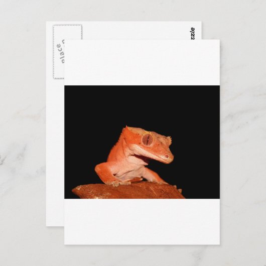 gekko briefkaart (Voorkant / Achterkant)