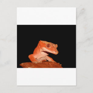 gekko briefkaart