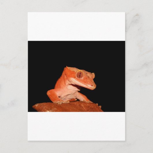gekko briefkaart (Voorkant)