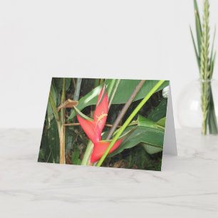 Gekko in Paradijs Kaart