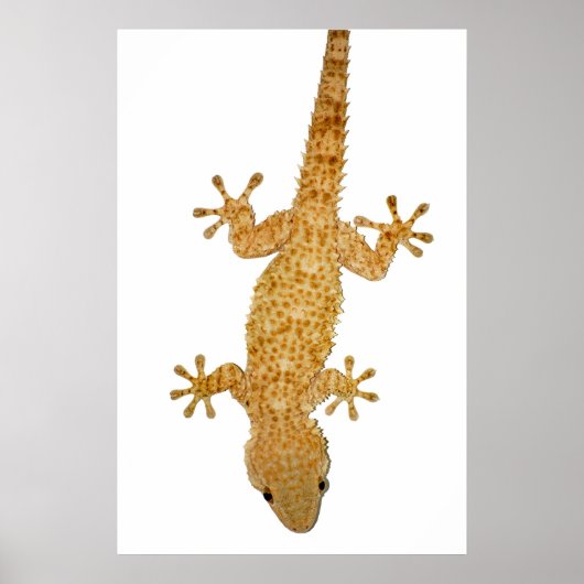 gekko lizard poster (Voorkant)