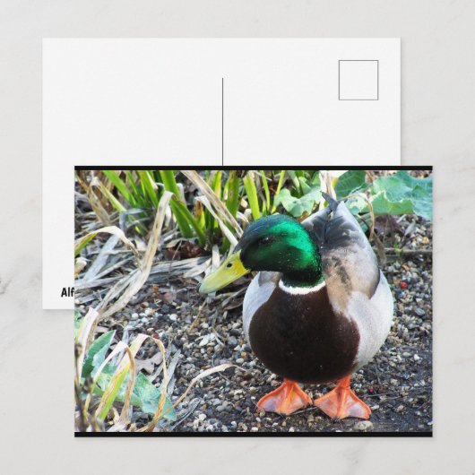 Gekleed om te Imponeren Briefkaart (Voorkant / Achterkant)