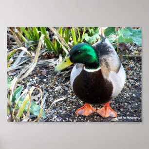 Gekleed om te Imponeren Poster