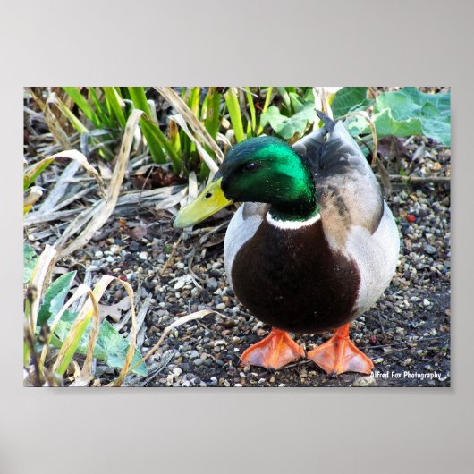 Gekleed om te Imponeren Poster (Voorkant)